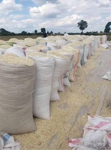 Maize